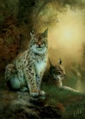 Two lynxes