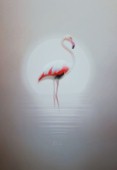 Moonlight flamingo