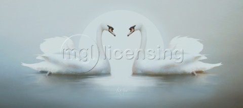 Moonlight swans