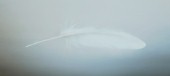 White swan feather