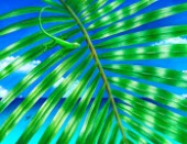 Paradise frond