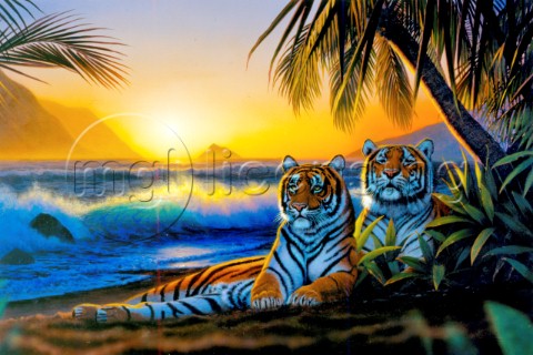 Tropical tigers