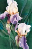 Iris on Green (NPI 30001)