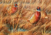 Three pheasants in weeds (NPI 0007)