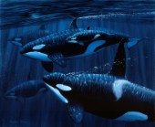 Orcas with baby (NPI 0019)