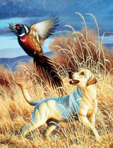 Dog and pheasant NPI 0027
