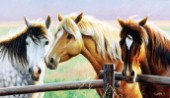 Three horses on the fence (NPI 0028)