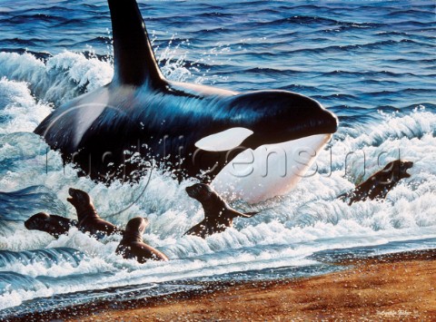 Orcas on the beach NPI 0051
