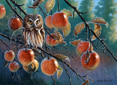 Owl with apples NPI 0076