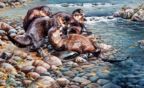 Otters playing NPI 0081