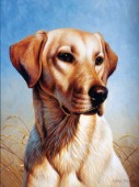 Dog portrait (NPI 0086)