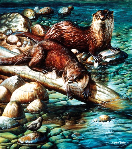 Otters for the bank NPI 0093