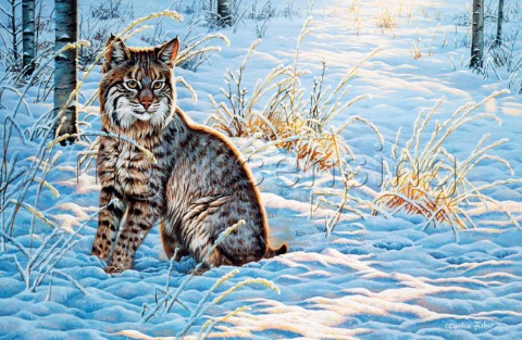Bobcat in snow NPI 0095