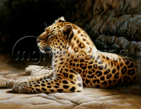 Leopard on rock NPI 0104