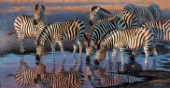 Zebras at waterhole III (NPI 0106)