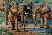 Zimbabwe elephants (NPI 0107)
