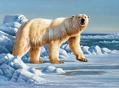 Ice bear (NPI 21490026)