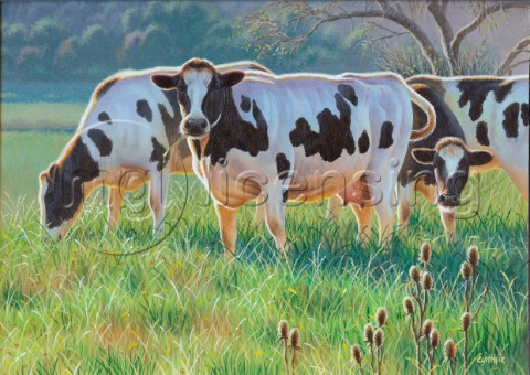 Cows NPI 21490048