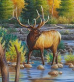 Elk in river (NPI 21490049)