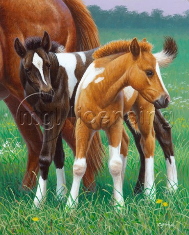 Two foals NPI 21490053