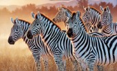 Zebras in a group (NPI 21490054)