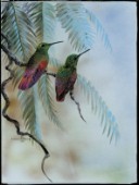 Rufous hummingbird (NPI 2412)