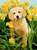 Pup and daffodils