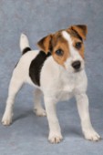 Jack Russell pup (dp319)