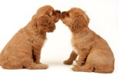 Two Spaniel pups (dp397)