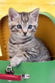 Kitten in green box (ck272)