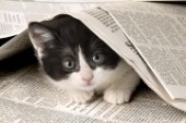 Black and white cat under newspaper (ck240)
