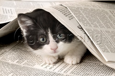 Black and white cat under newspaper ck240