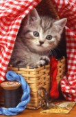 Grey cat in basket and gingham (ck156)