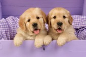 Two Retriever pups in drawer (DP450)
