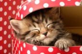 Kitten in red box (CK380)