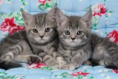 Two grey kittens on quilt (CK311)