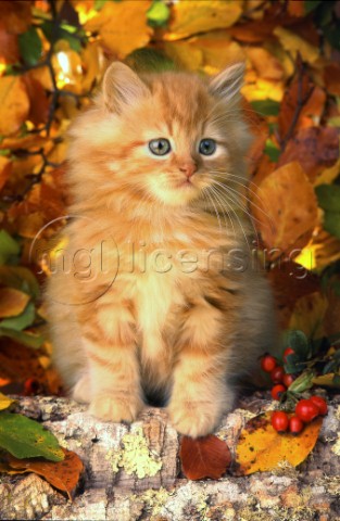 Ginger autumn kitten CK132