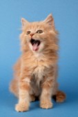 Ginger kitten yawning (CK222)