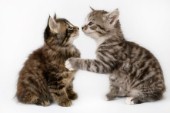 Pair of kittens kissing (CK370)