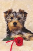 Pup and rose (A142)