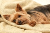Sleeping Terrier pup (DP270)