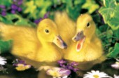 Two ducklings (A157)