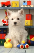 Terrier with blocks (DP164)