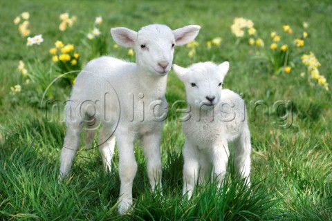 Easter lambs EA538