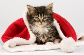 Christmas kitten (C555)