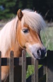 Horse at fence (A239)