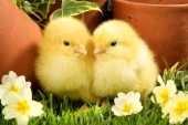 Easter chicks by flowers (EA519)