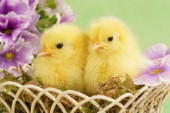 Easter chicks in basket (EA536)