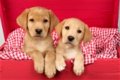 Two Labrador pups in red box (DP558)