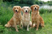 Three Labradors on riverside (DP531)